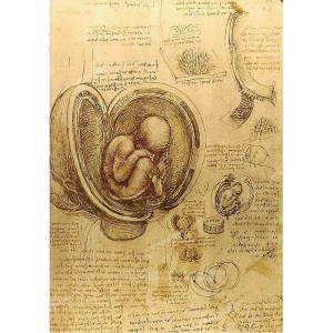 Puzzle "Studio su embrioni, Da Vinci" 1000 - 61497