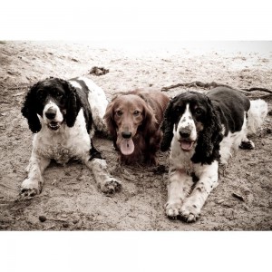 Puzzle "Dogs on the beach"...