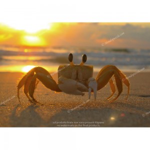 Puzzle "Crab at Sunset"...