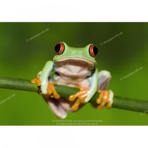 Puzzle "Green Frog" (1000) - 67023