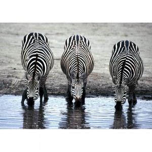 Puzzle "Zebras" (1000) - 67030