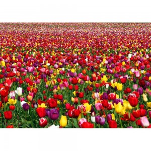 Puzzle "Tulips" (1000) - 67070