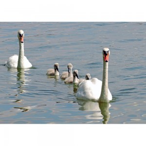Puzzle "Family of Swans" (1000) - 67080