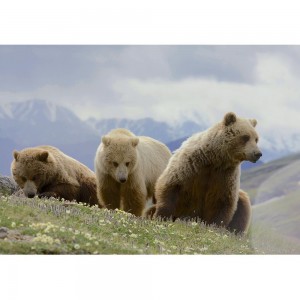 Puzzle "Bears" (1000) - 67082