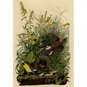 Puzzle BoA "Sturnus Ludovicianus" 1000 pz - 66010